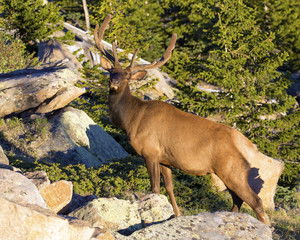 Bull Elk in Rocky Mountains National Park, Colorado