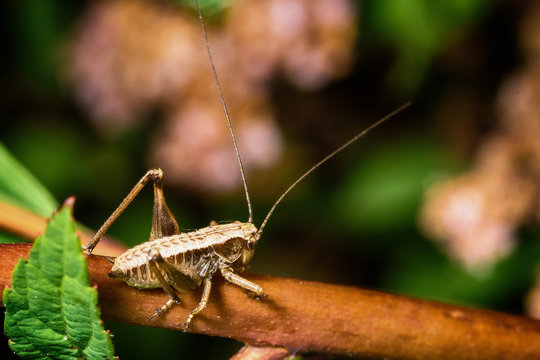 Grasshopper on the branch