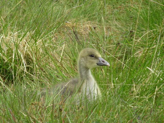 Gosling 1