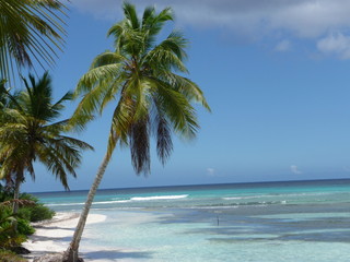 Fototapeta na wymiar Palmenstrand in der Dominikanischen Republik