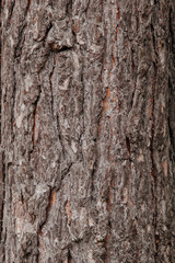 Fototapeta premium Wood textures