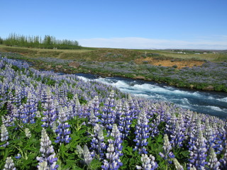 Lupine river