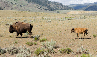 Young Buffalo Calf Follows Bull Male Bison
