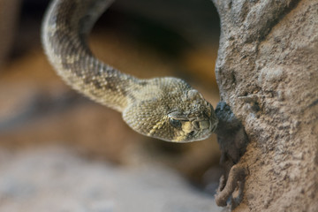 Close up view of a Rattlesnake