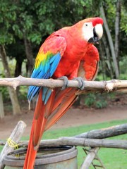 Arara