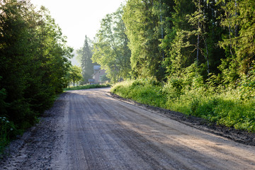green forest in early summer morning