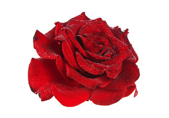 Red rose with drops on a white background