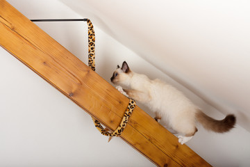 .A seal point Birman cat, 4 month old kitten, male climbs on the wooden beam on the attic under...
