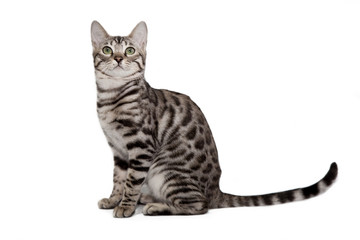 Bengal cat on white background