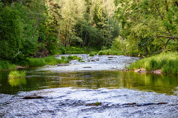 beautyful morning light over forest river