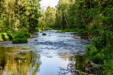 beautyful morning light over forest river