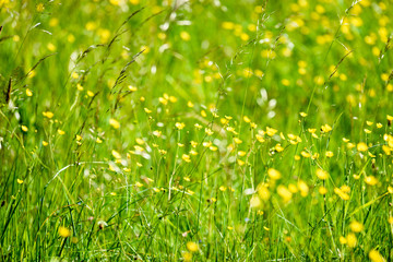 midsummer countryside meadow with flowers