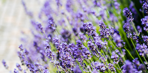  lavender flowers closeup