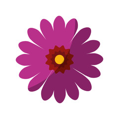 beautiful flower icon over white background colorful design vector illustration