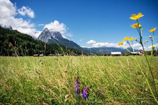 Garmisch-Partenkirchen Sommerwiese mit Blick auf Waxenstein Wettersteingebirge Richtung Grainau