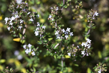  fresh herbs 