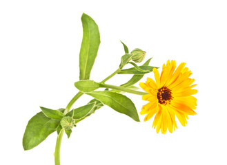 Calendula flower isolated on a white background. Marigold.