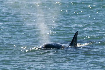 Orca Patagonia , Argentina