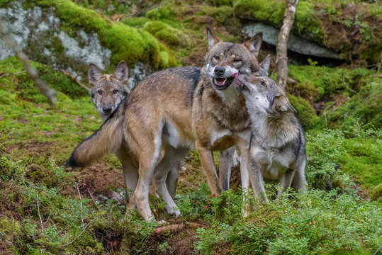 Alaska wolf pack (Canis lupus)	