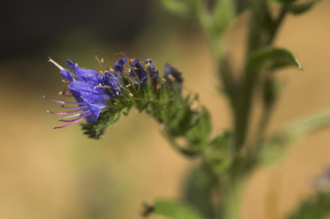 Viper's-bugloss (Echium vulgare) flower