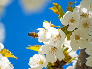 Apis mellifera - Bee pollinating a cherry tree on blooming at springtime
