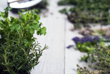 Various of fresh herbs on rustic table