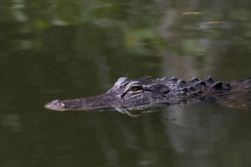 Alligator Swimming, Big Cypress National Preserve, Florida