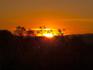 Silhouette of olive tree at sunset with orange sky in Spain