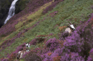 Feral goat (Capra hircus) and kid feeding on the purple heather with the Grey Mare's Tail waterfall in the background