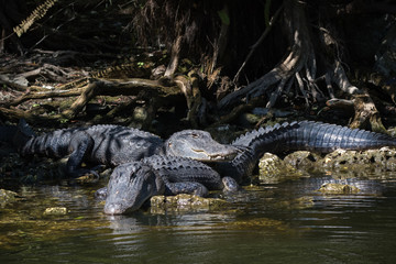 Alligators Resting, Big Cypress National Preserve, Florida