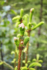 Close up picture of spruce twig with new sprouts, shallow depth of field.