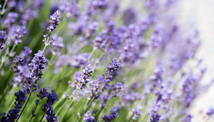 Fototapeta premium lavender flowers closeup
