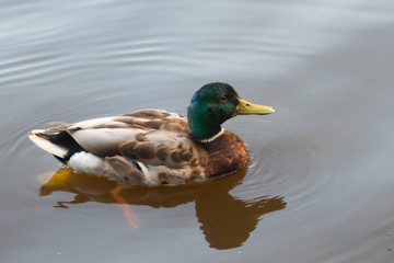 Stockente, Erpel