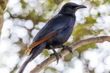 Red-winged Starling (Onychognathus morio). Ethiopia, Lalibela 