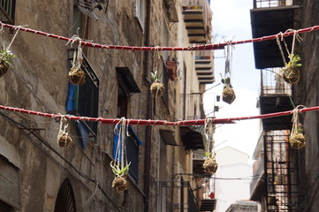 Cactus hanging in the streets