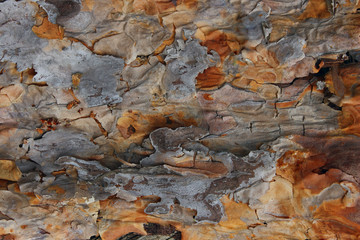 Colors of the forest. Colors of the forest. Pine tree, close-up view. Seamless Pine tree bark background. Brown texture of the old tree. Wooden texture.