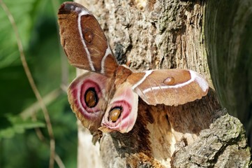 Madagaskar-Kaiser-Spinner (Antherina suraka)
