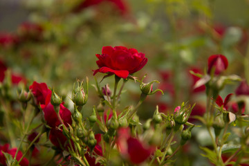 Rosales-Blüten