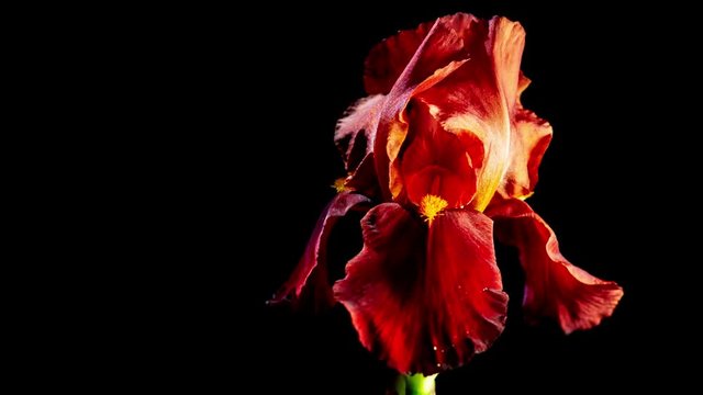 Close up view of blooming iris flower on dark background, time lapse. 4K
