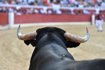 bull