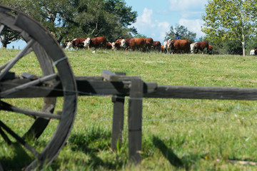 Gado no RS