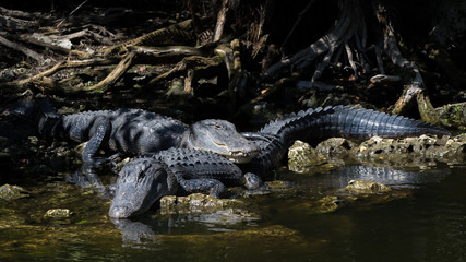Alligators Resting, Big Cypress National Preserve, Florida