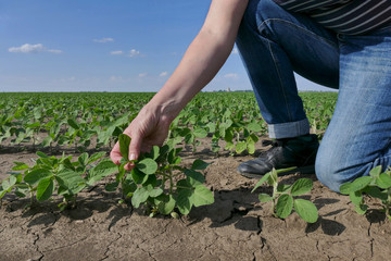 Farmer or agronomist examining soybean plant in field, spring time