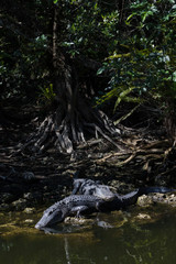 Naklejka na ściany i meble Alligators Resting, Big Cypress National Preserve, Florida