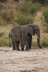 Fototapeta na wymiar A Couple Elephants in Tanzania