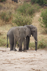 Fototapeta na wymiar Two African Elephants in Tarangire National Park