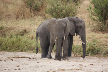 Fototapeta na wymiar A Pair of African Elephants in Tarangire National Park