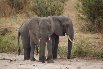 Naklejka na ściany i meble A Pair of African Elephants in Tanzania