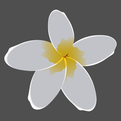 Isolated colored flower