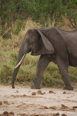 Fototapeta na wymiar An Old African Elephant in Tarangire National Park